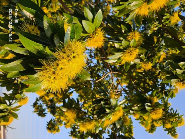 20251216太平山石門山小粗坑山O型+蕃薯藤TINA廚房2972657