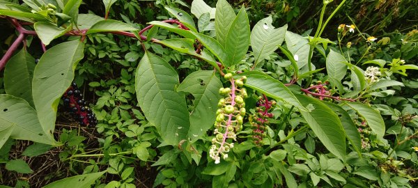 2025/08/17_三和晨光+石崎+背西步道O型2861590