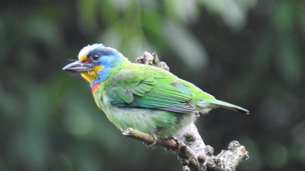 陽明山趴趴走 #琉璃光雲海 ，首拍 #綠鳩 4/272770739