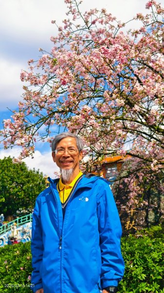 #綠繡眼 訪花 #吉野櫻 #天元宮 #楓樹湖 03162736712