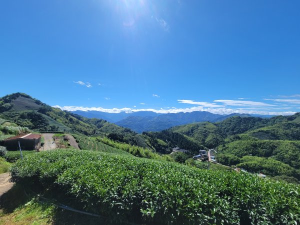 【雲嘉抺茶山】1735889