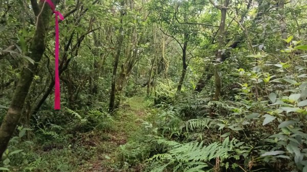 雙溪區豎旗山北稜線-豎旗山-豎旗山南峰-烏山尖-鄒家古厝-保成坑口站O型3071253