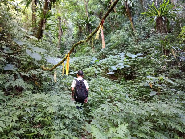 坪林區南闊瀨行(枋山坑古道+枋山坑崙+闊瀨越嶺保甲路O型)2916766
