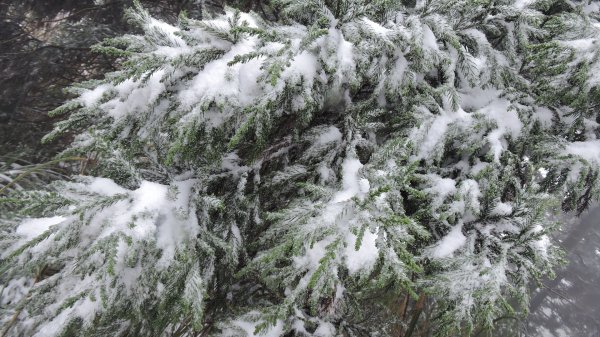 台北後花園下雪了 ！1232091