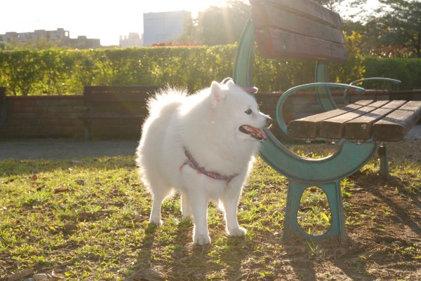 帶銀狐犬去廍子公園散步 2024.1.162404663