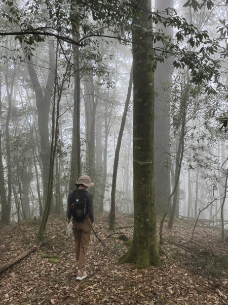 鳶嘴山-稍來山O型縱走(中級山 / 小百岳) 刺激攀岩。山嵐繚繞。傳神小象。杉樹林群。2583545