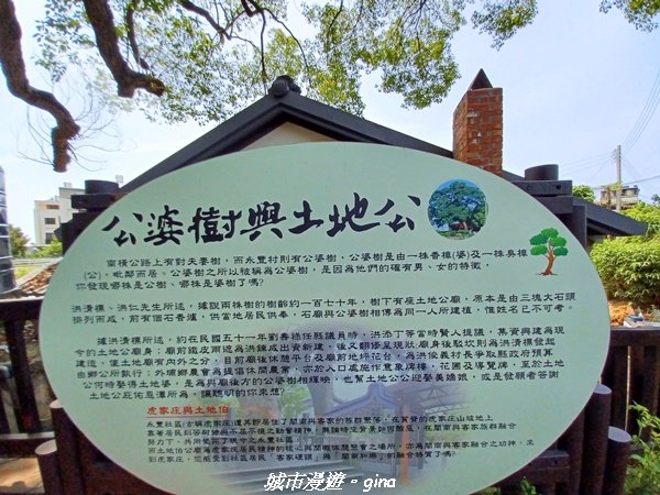 【台中外埔】高鐵觀景台、綠樹成蔭下賞桐花。 外埔水流東桐花步道2136913