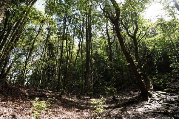 台中 和平 馬崙山2796944