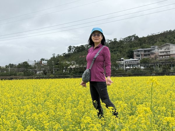 富里油菜花2704817