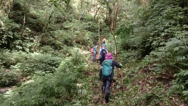 雙溪區烏山古道西線-大湖尾古道支線-大湖尾古道O型3098465