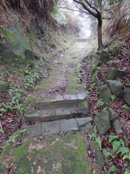 魚路古道北段+挑硫古道+大油坑山O型816239