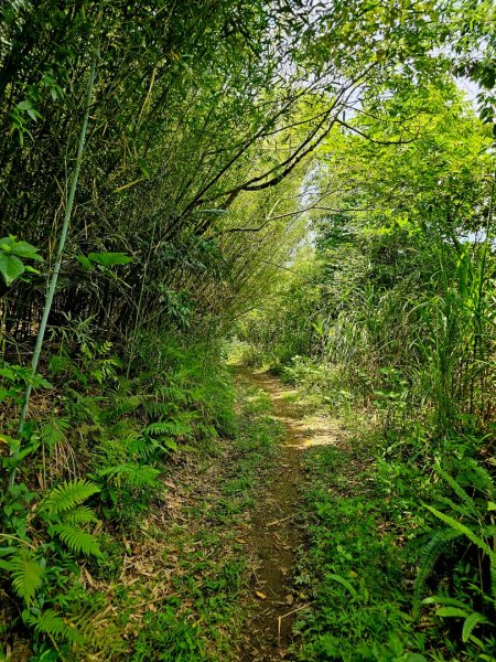 渡南古道+飛鳳古道 - 2024森遊竹縣皮皮獅Hike客任務2555033