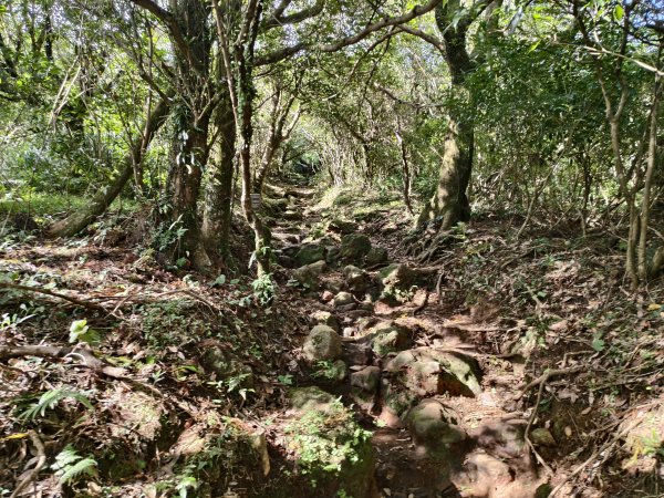 [百山百鳥尋旅-11/15] 2025_0927 大屯主峰-連峰步道_大屯山南峰2899357