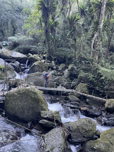 卡保逐鹿山毛欅2935494