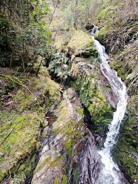 鎮西堡巨木群步道(B區)-(新竹)臺灣百大必訪步道3007839