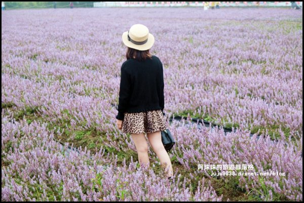 2019桃園仙草花節。紫色浪漫席捲楊梅752214