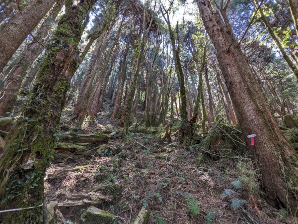 幾乎包場的兒玉山(自忠山)走東水山接特富野古道2548675