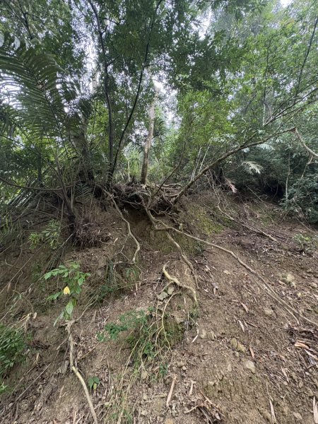 20251108西阿里關山步道(小林村東側登山口啟登)2933496