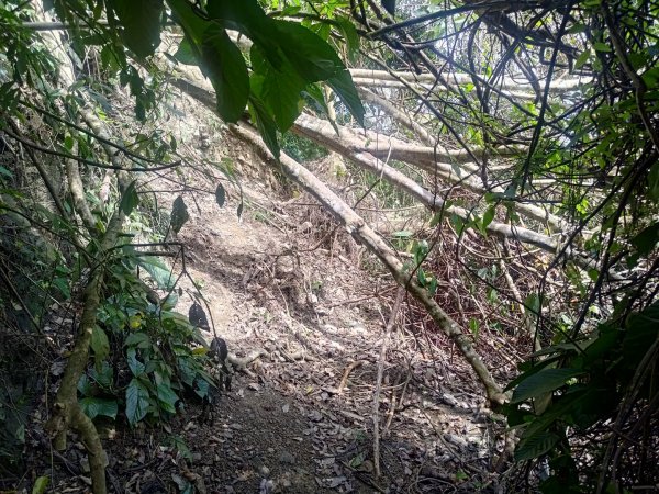 華山4-2號步道上雲嘉連峰2579337