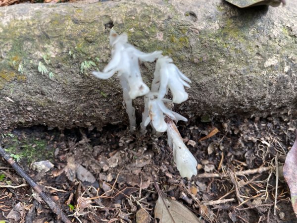 1140319仙山-仙山南峰2738264