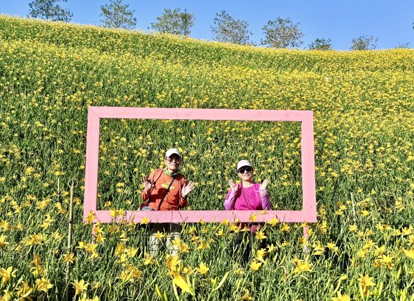 虎山巖賞金針花順撿基石    2025.5.142789452