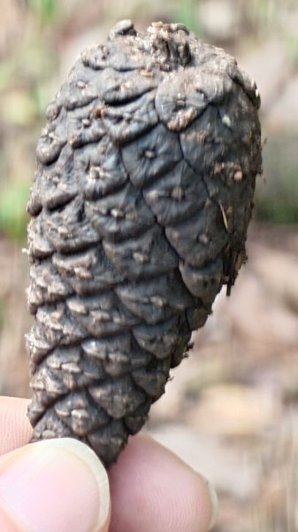 20260125 陽明山前後山健行(無極天元宮~山仔頂步道.向天池.向天山.面天山.二子坪)2997979