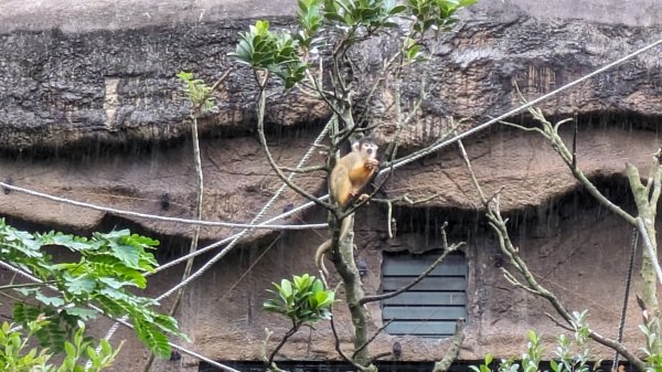 木柵動物園2322117