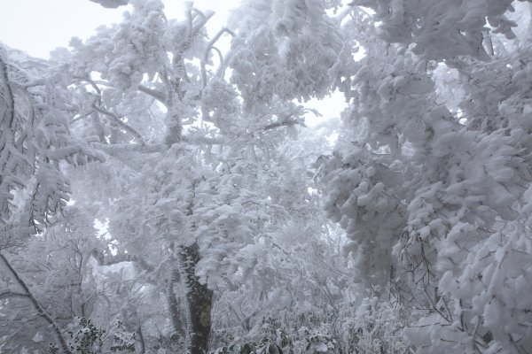  2021 D0101 純色北插1225509