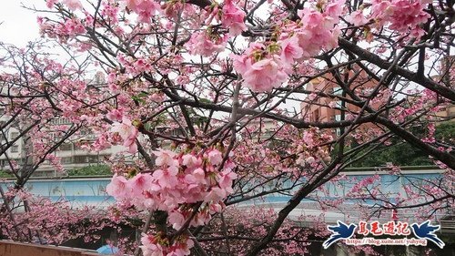 【台北市】樂活公園~雨中櫻花道