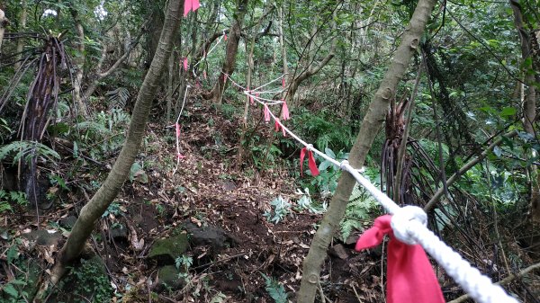 ✅糞箕湖古道回修擴徑.糞箕谷/串接完成 (溝渠遺址出土.糞箕湖雙線谷道貫通.全段新徑開通)2579831