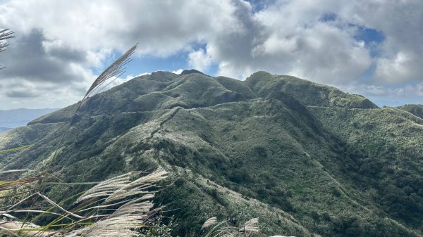 黃金三稜賞芒花2950881