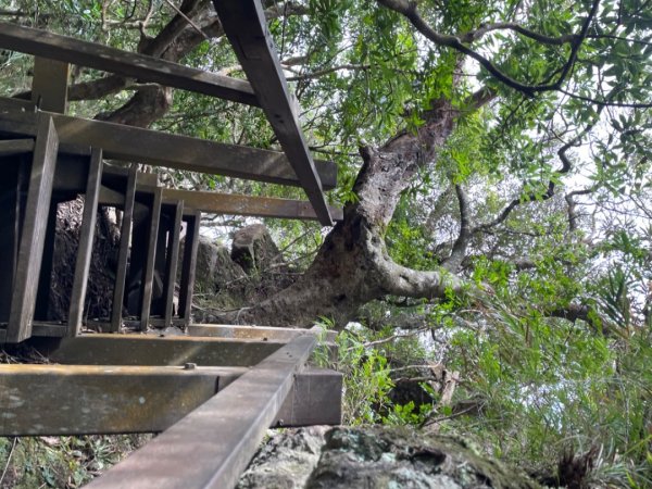 北得拉曼內鳥嘴山賞黃金山毛櫸、神木、雲海2647852