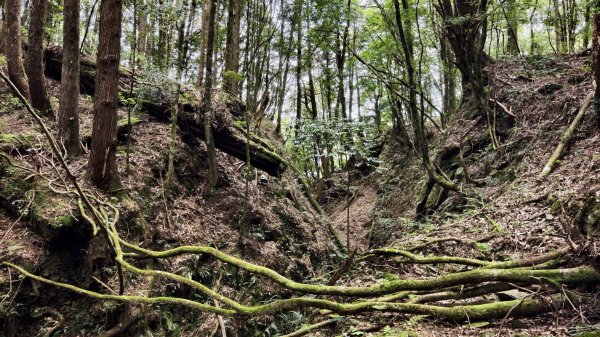 【谷關七雄】新山馬崙 - 松香裡的時光迴廊：聽山林講述歲月的故事3093996