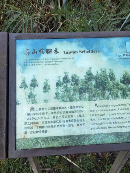 20251225塔山步道(大塔山)2970368