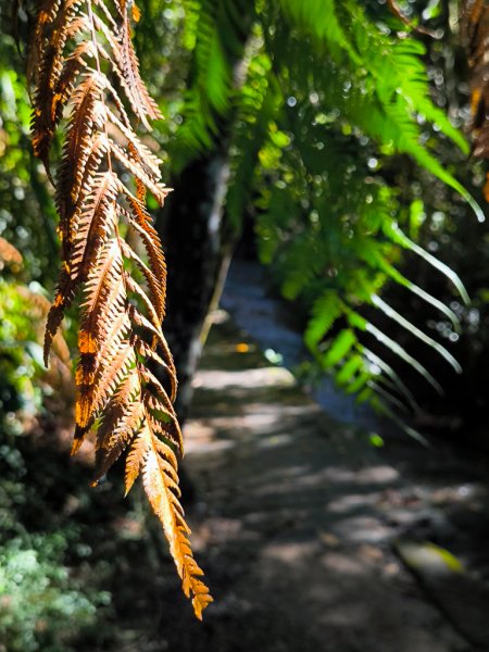 2024-08-22 澀水森林步道2578367