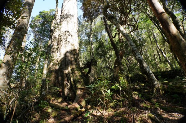桃園 復興 復興尖山2867107