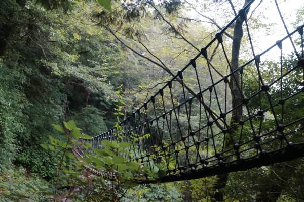 觀霧 檜山巨木群步道1090226