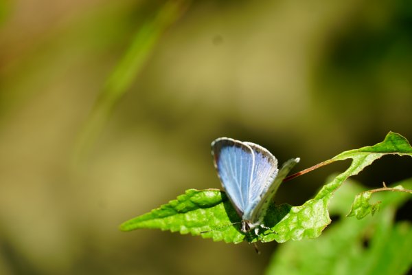 埔里彩蝶瀑布之國姓鄉眉冷山及糯米橋1466204