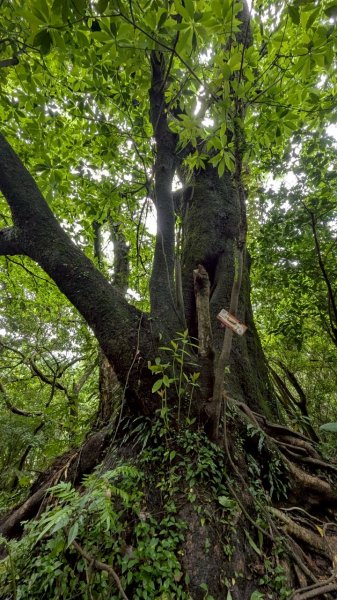 114.04.27草山觀瀑吊橋-紫明溪步道之旅2771768