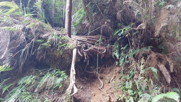 水漾森林完成一趟兩天一夜的野營營地訓練1482407