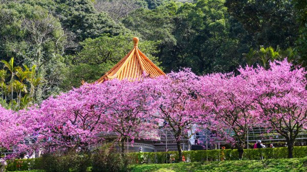《蝶戀花·天元宮櫻吹雪》2707097