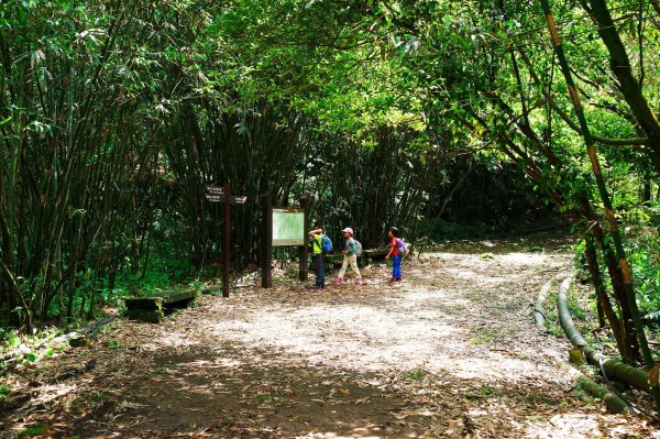 燦光寮古道與黃金三稜554275