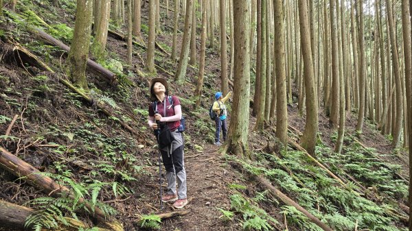 民都有山，夏日首選，好涼爽的中級山，新竹熱門登山景點，時而陽光穿林，時而濃霧彌漫，非常迷人。2827246