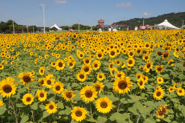 2025-09-13 大佳河濱公園賞向日葵花海─大佳河濱公園→向日葵花海→共融式遊樂場→林安泰古厝→新生公園→新生玫瑰園→花博公園