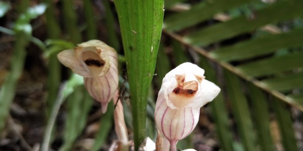 202005 一葉罈花蘭花季末，36 度熱到爆，猴山岳尋蘭趣