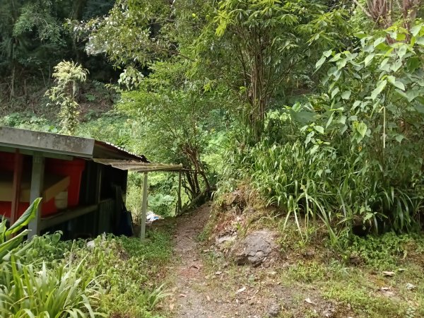 雙溪區大埤古道左線+柑腳山+570峰+大埤格+大埤古道右線O型2828791