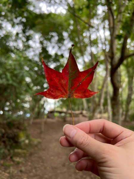 馬那邦山（珠湖登山口）2933966