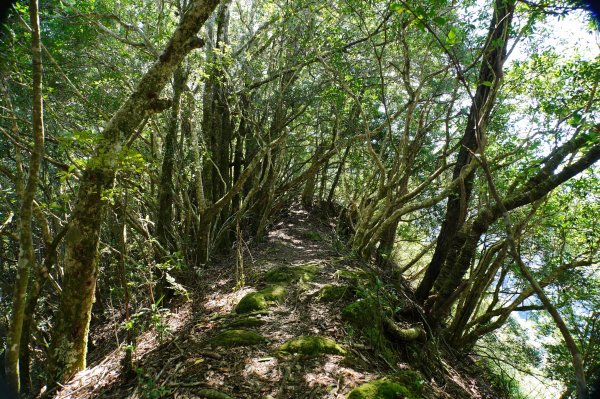 新竹 尖石 芝生毛臺山、虎禮山2903166