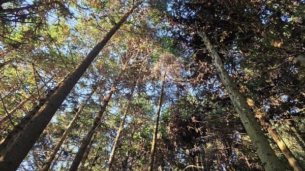 鵝公髻山 鵝公髻山東北峰 第一登山口上下入門路線2395279