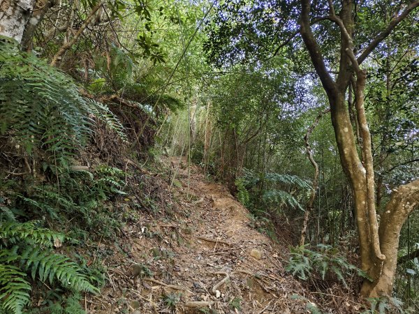 [百山百鳥尋旅-13/15] 2025_0929 圓覺寺步道2900793